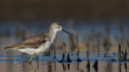 Bataklık düdükçünü