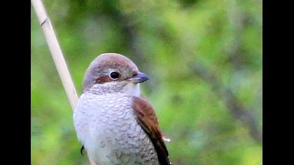 Kızılsırtlı örümcekkuşu