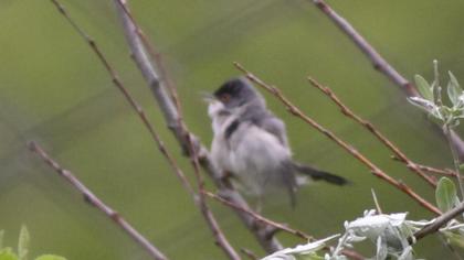 Pembegöğüslü ötleğen