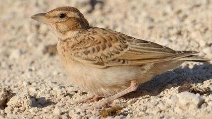 Küçük boğmaklı toygar
