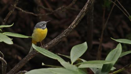Dağ kuyruksallayanı