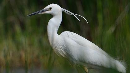 Küçük ak balıkçıl