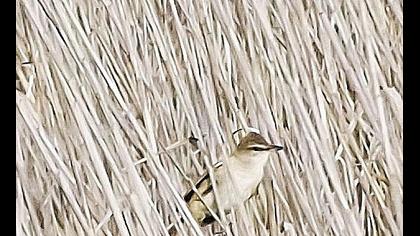 Büyük kamışçın