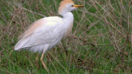 Sığır balıkçılı