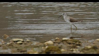 Bataklık düdükçünü
