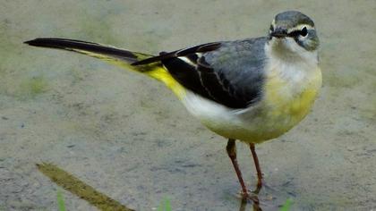 Dağ kuyruksallayanı