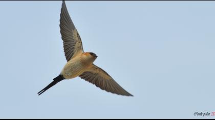 Kızıl kırlangıç