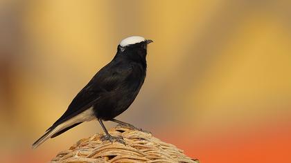 Aktepeli kuyrukkakan