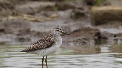 Orman düdükçünü