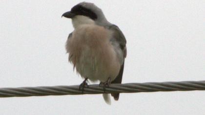 Karaalınlı örümcekkuşu