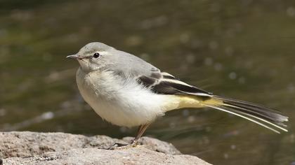 Dağ kuyruksallayanı