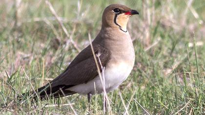 Bataklıkkırlangıcı