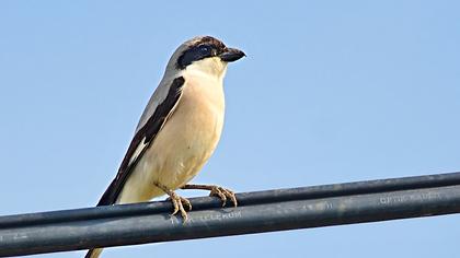 Karaalınlı örümcekkuşu