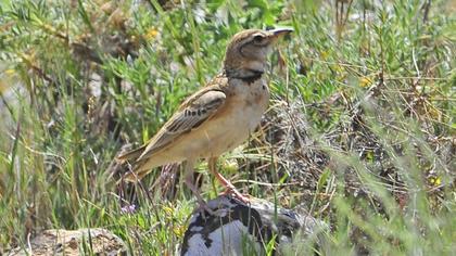 Küçük boğmaklı toygar