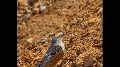Büyük dağbülbülü