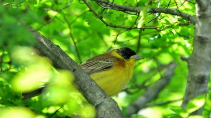 Karabaşlı kirazkuşu