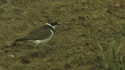 Halkalı küçük cılıbıt