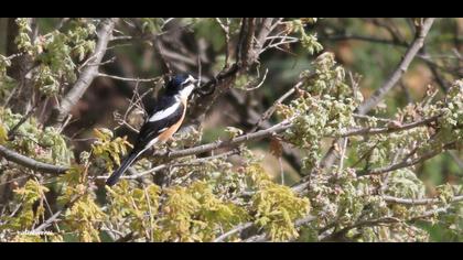 Maskeli örümcekkuşu