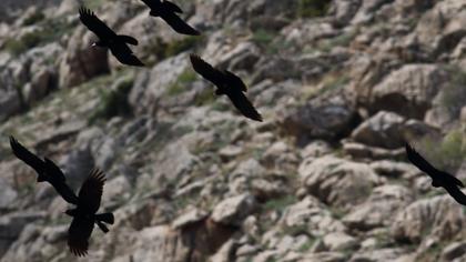 Kırmızıgagalı dağ kargası