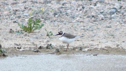 Halkalı küçük cılıbıt