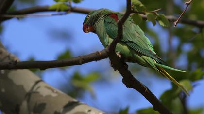 İskender papağanı