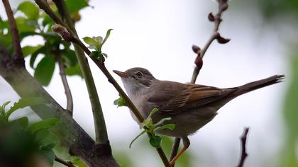 Akgerdanlı ötleğen