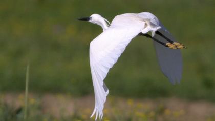 Küçük ak balıkçıl