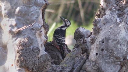 Aksırtlı ağaçkakan