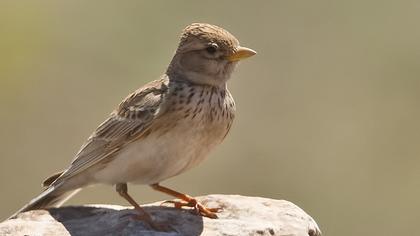 Türkistan çorak toygarı