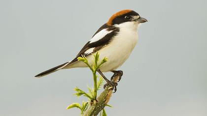 Woodchat Shrike