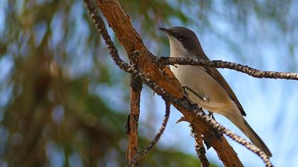 Küçük akgerdanlı ötleğen