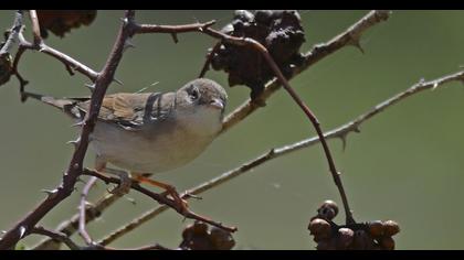 Akgerdanlı ötleğen