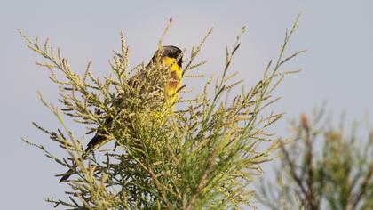 Karabaşlı kirazkuşu