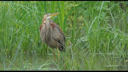 Erguvani balıkçıl