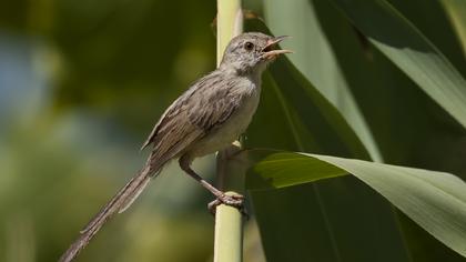 Dikkuyruklu ötleğen