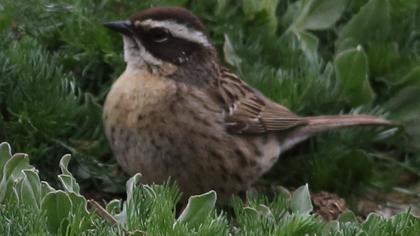 Sürmeli dağbülbülü