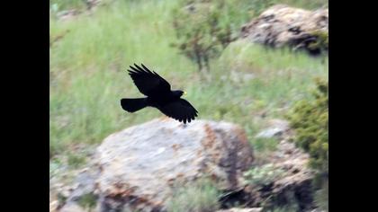 Sarıgagalı dağ kargası