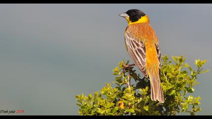 Karabaşlı kirazkuşu