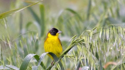 Karabaşlı kirazkuşu