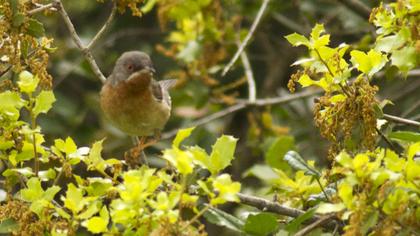 Bıyıklı ötleğen