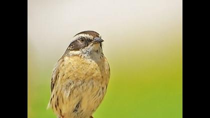 Sürmeli dağbülbülü