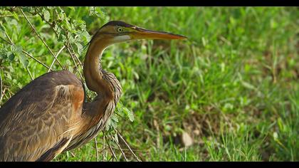 Erguvani balıkçıl