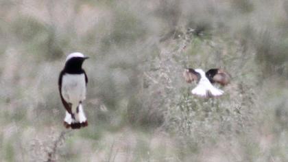 Aksırtlı kuyrukkakan