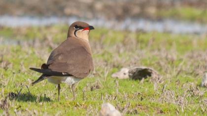 Bataklıkkırlangıcı