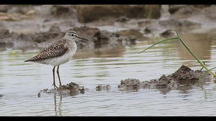Orman düdükçünü