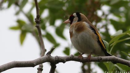 European Goldfinch
