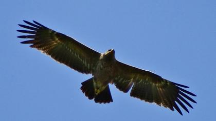 Küçük orman kartalı