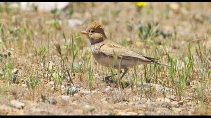 Türkistan çorak toygarı