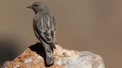 Büyük dağbülbülü