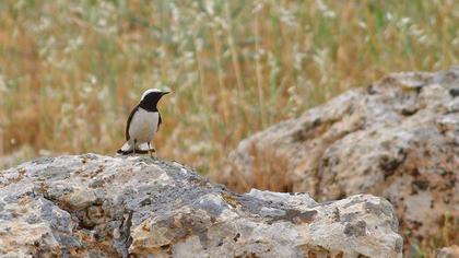 Aksırtlı kuyrukkakan